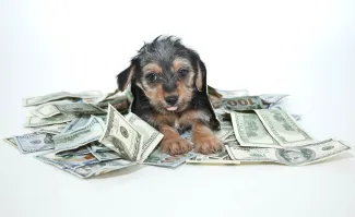 blog post cost of pets